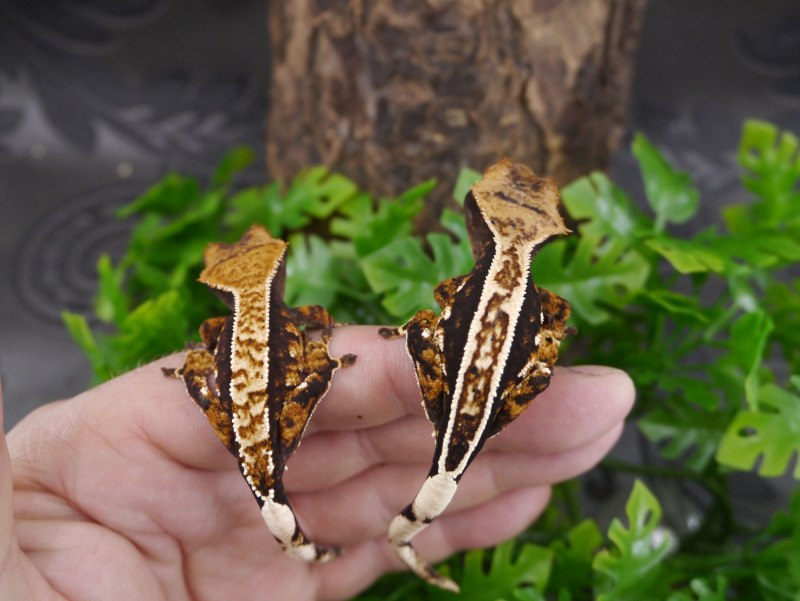 Реснитчатый бананоед Арлекин пинстрайп