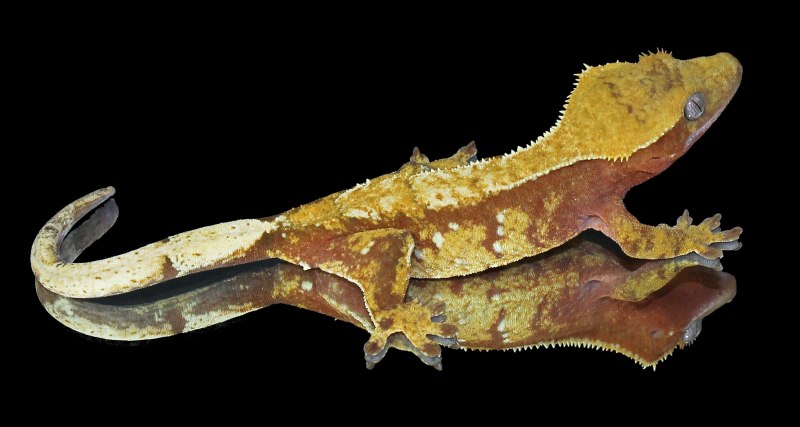 Ресничный геккон-бананоед