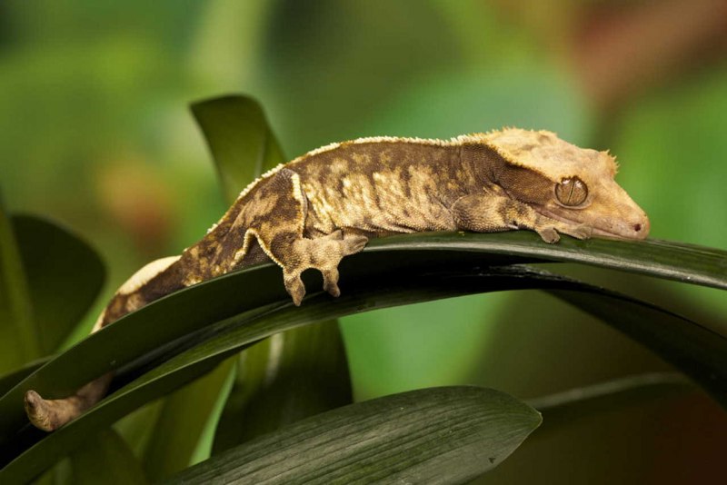 Crested Gecko (Rhacodactylus ciliatus) (с) Igor Siwanowicz