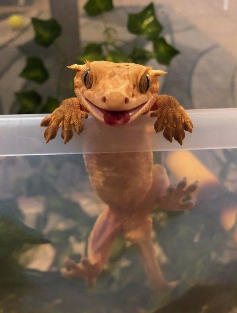 Новокаледонский геккон реснитчатый