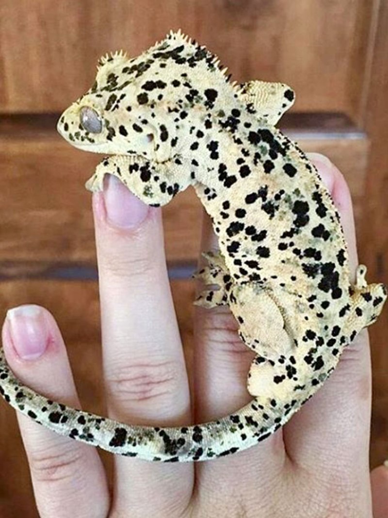 Эублефар бананоед