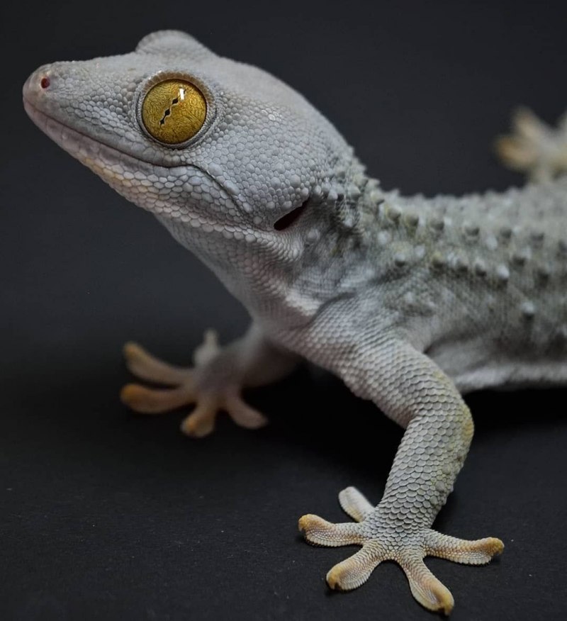 Геккон бананоед