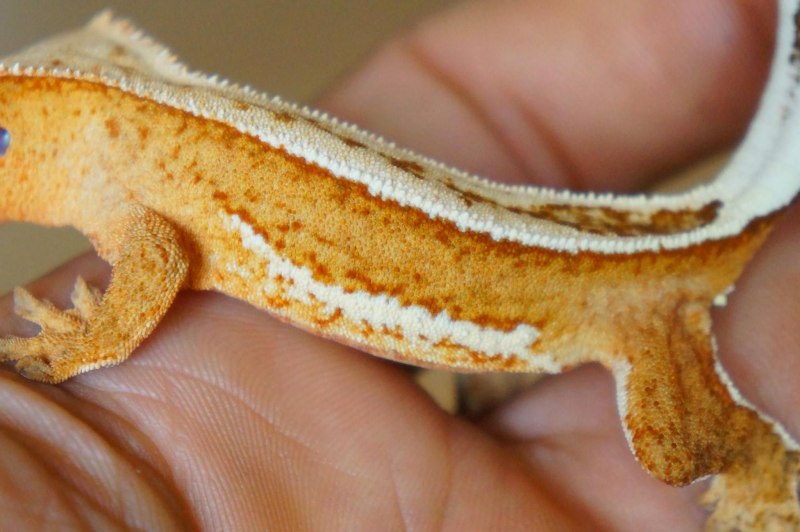 Эублефар бананоед