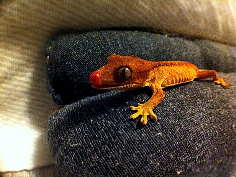 Геккон эублефар синий