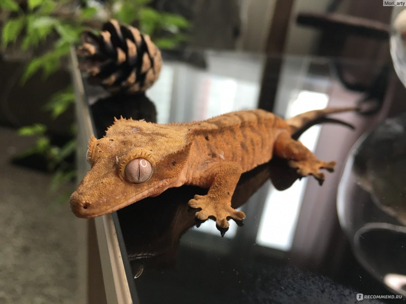 Бананоед фаер