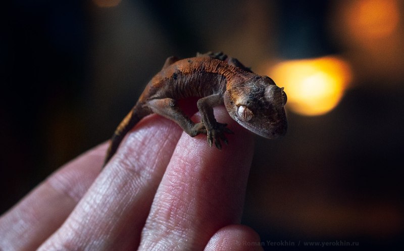 Бананоед альбинос