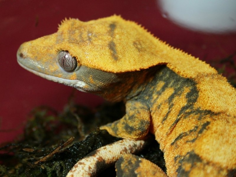Геккон бананоед