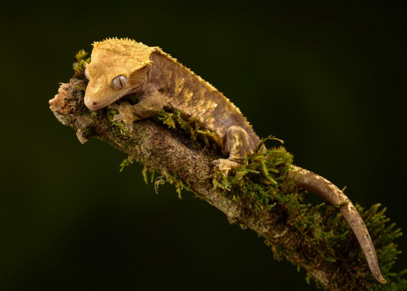 Реснитчатый бананоед Арлекин