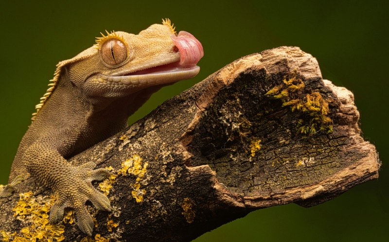 Ресничный геккон-бананоед