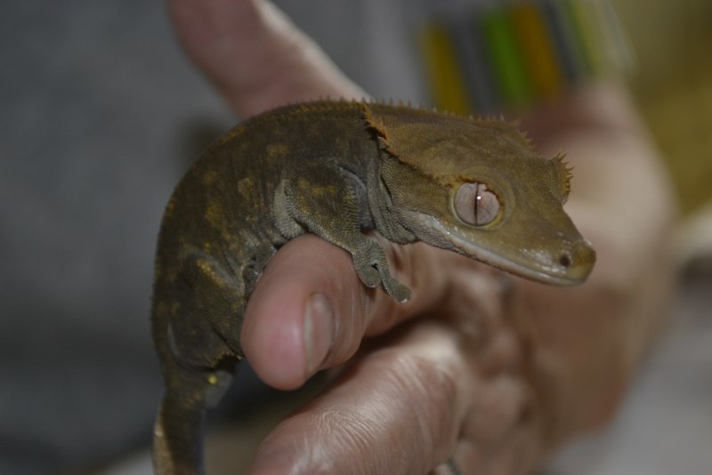 Реснитчатый бананоед Лили айт