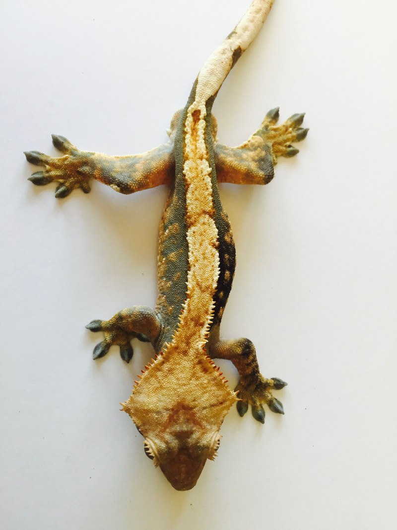 Ушастый новокаледонский геккон