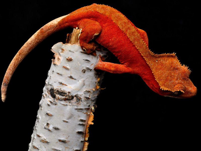 Гигантский геккон-бананоед