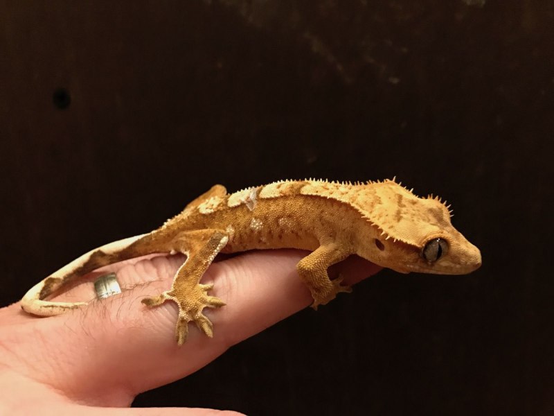Гигантский новокаледонский геккон бананоед