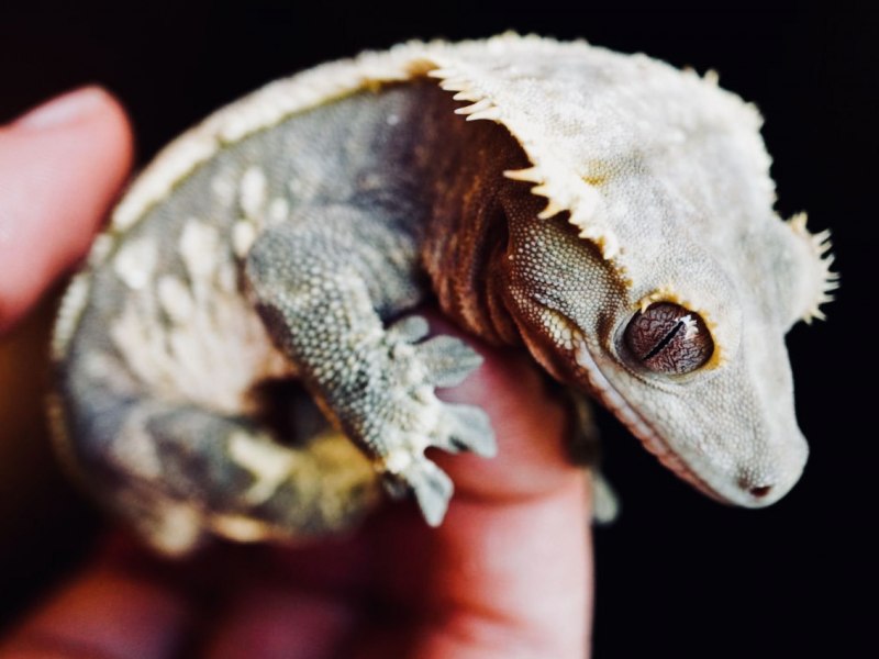 Реснитчатый геккон бананоед в террариуме