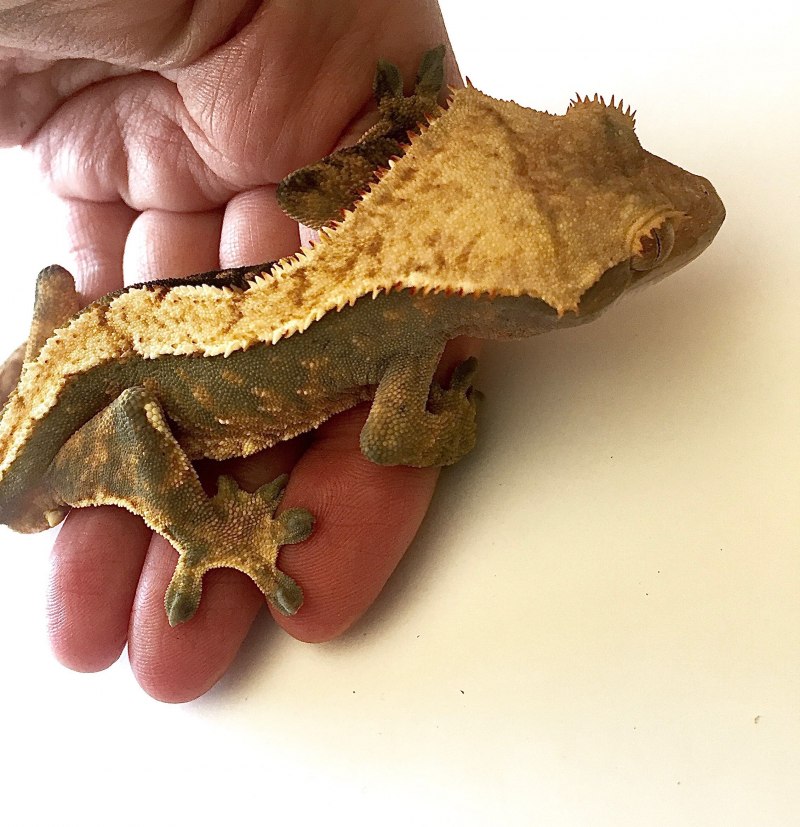 Новокаледонский геккон реснитчатый