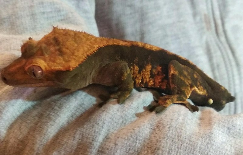 Реснитчатый бананоед Арлекин