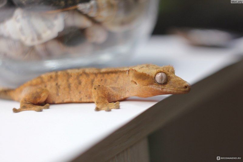 Реснитчатый бананоед маленький