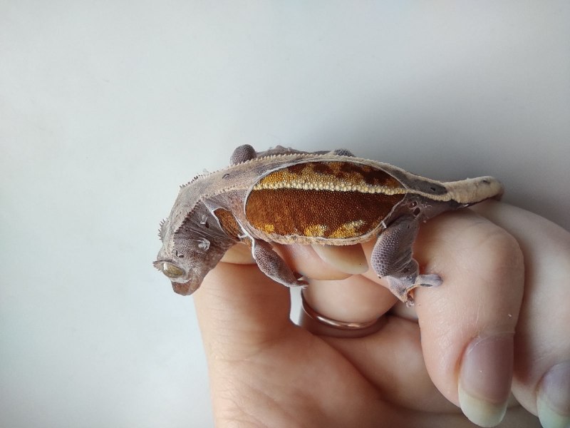 Реснитчатый бананоед Арлекин