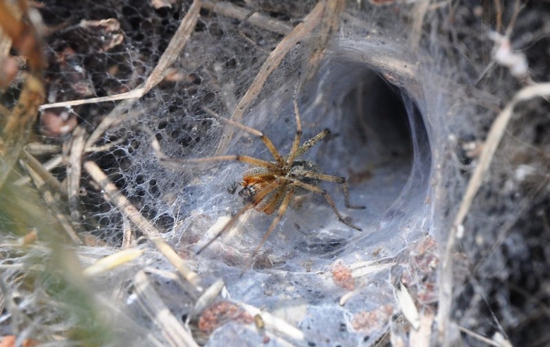 Лабиринтовый паук (Agelena labyrinthica)