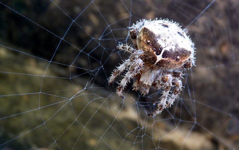 Araneus diadematus паук крестовик