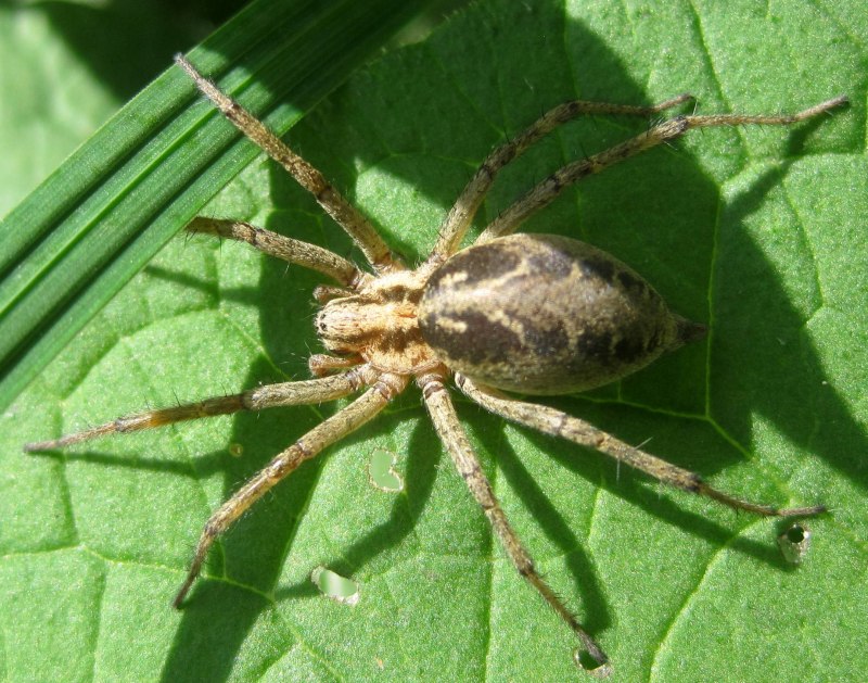 Лабиринтовый паук (Agelena labyrinthica)