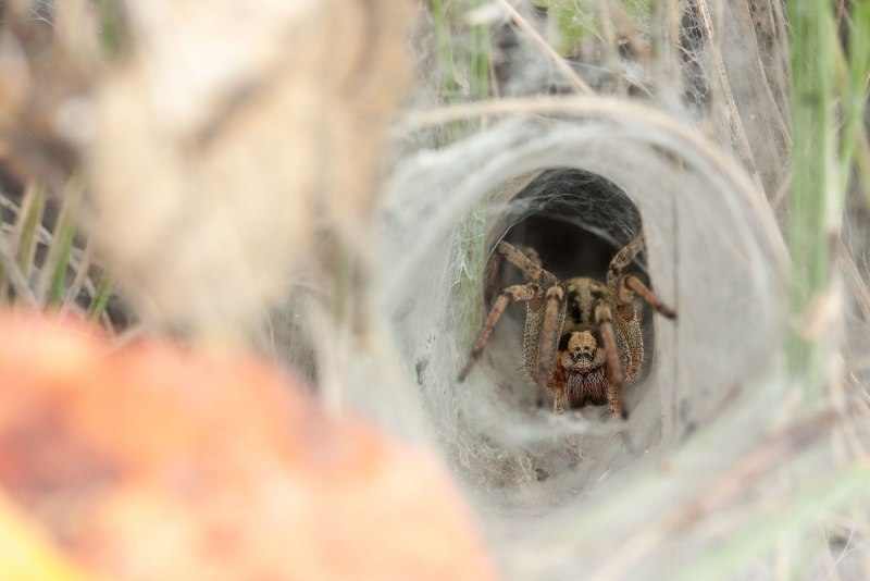 Паук-охотник (Sparassidae)