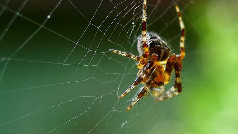 Обыкновенный крестовик - Araneus diadematus