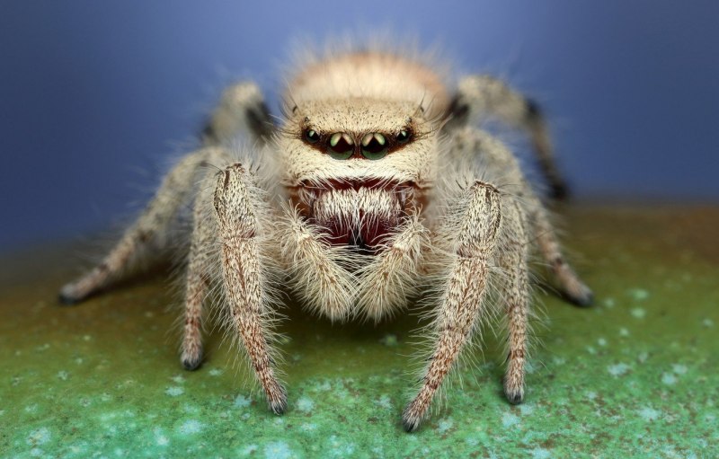 Обыкновенный крестовик - Araneus diadematus
