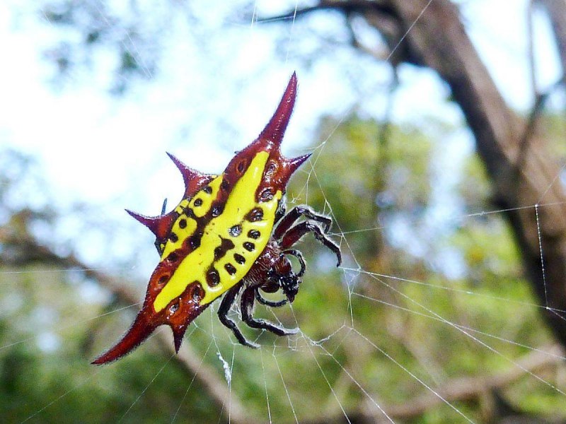 Паук Poecilotheria Rajaei