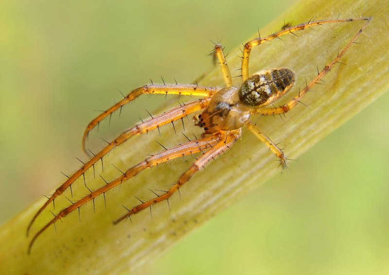 Паук-охотник heteropoda maxima