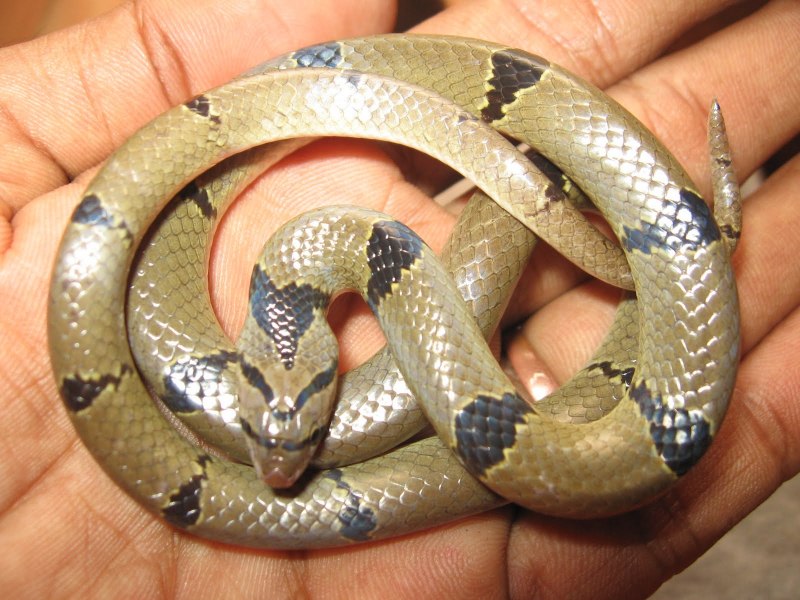 Kukri Snake