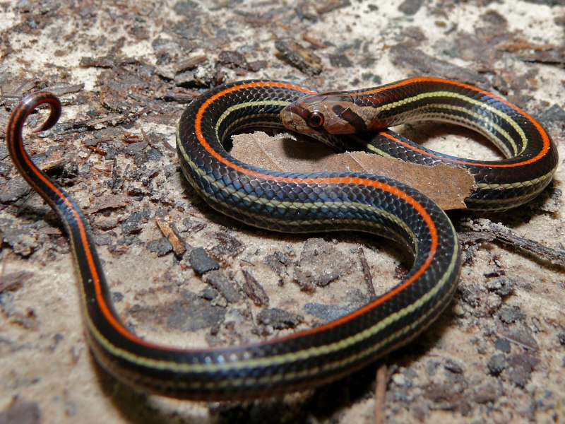 Oligodon octolineatus