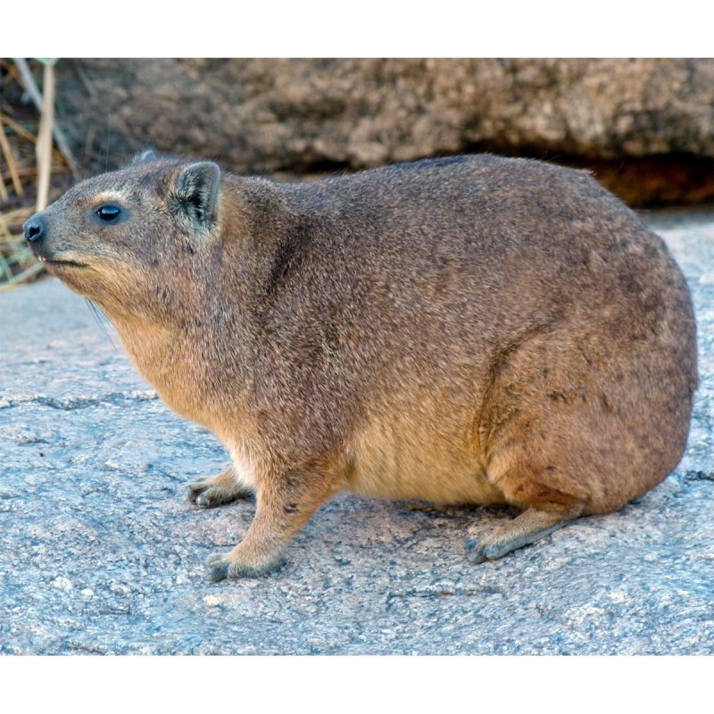 Даман скальный (Procavia capensis)