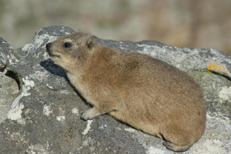 Даман скальный (Procavia capensis)