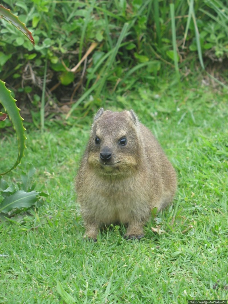 Procavia capensis