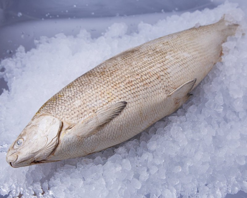 Нельма (Stenodus leucichthys)