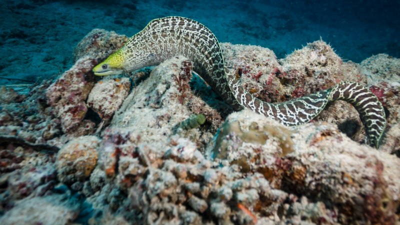 Рыбы красного моря мурена