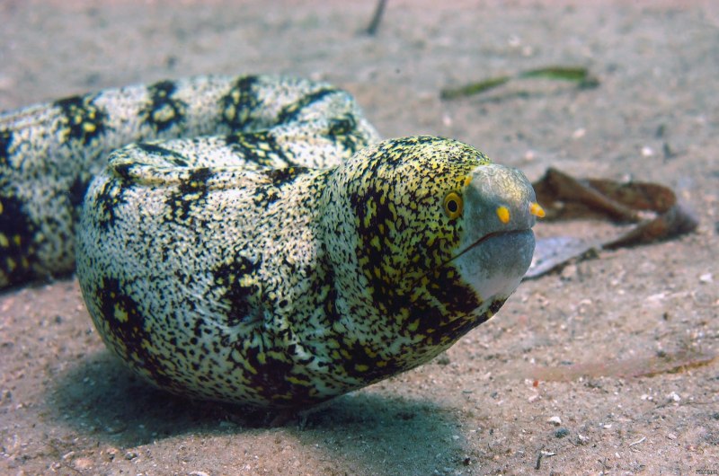 Snowflake eel