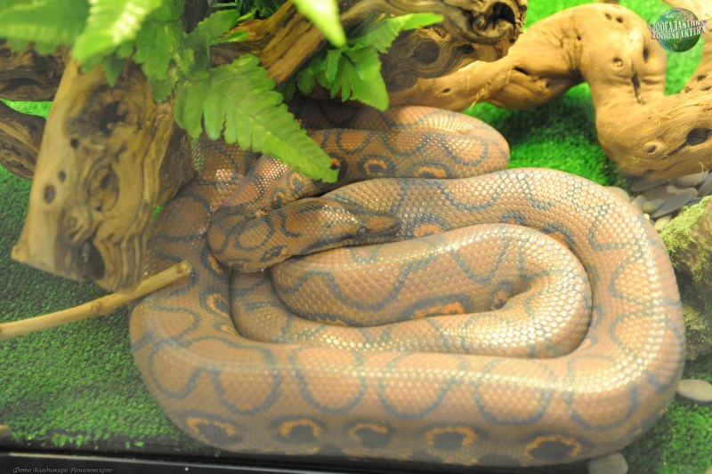 Лучистая змея Xenopeltis Unicolor