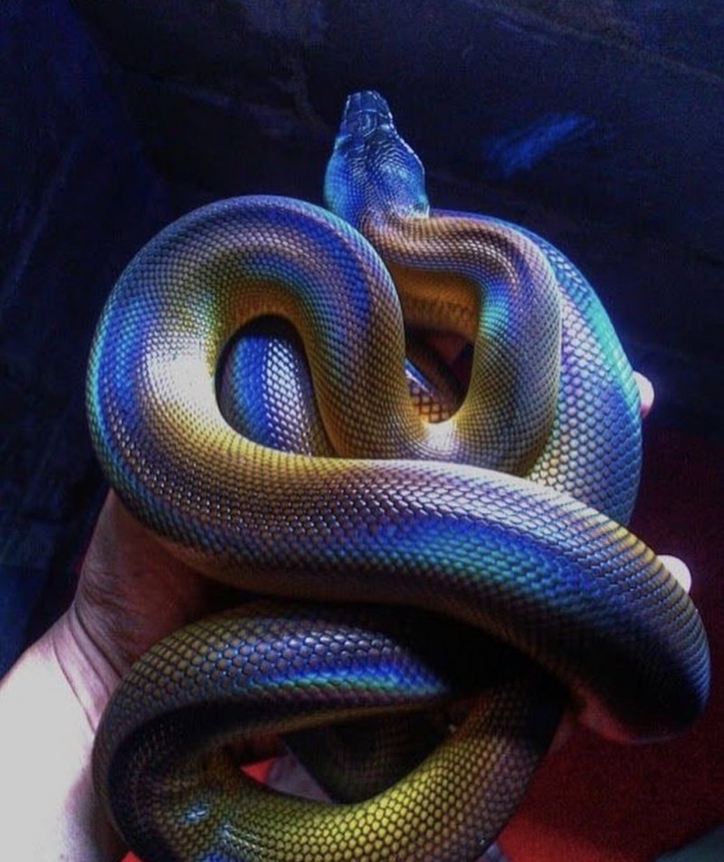 Лучистая змея Xenopeltis Unicolor