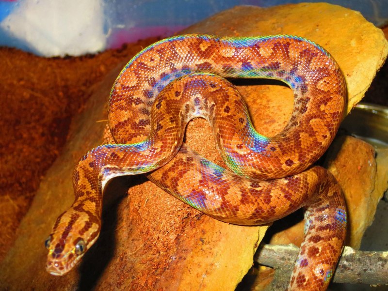 Лучистая змея Xenopeltis Unicolor