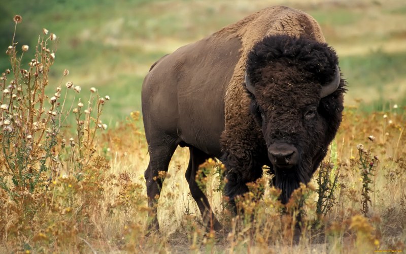 Бизон (Bison Bison)