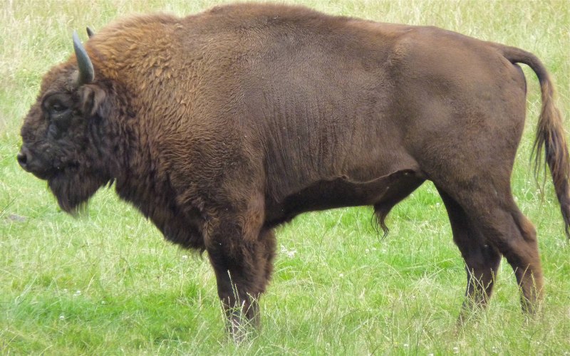 ЗУБР Bison bonasus