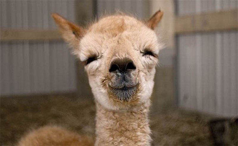 Alpaca House