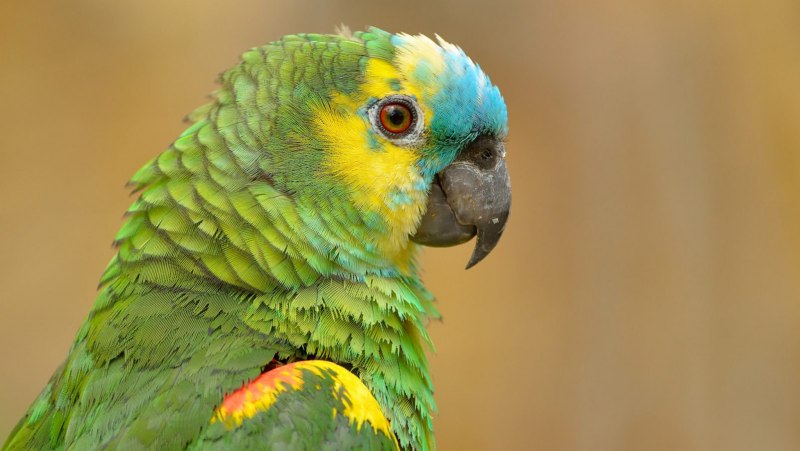 Попугай Macaw