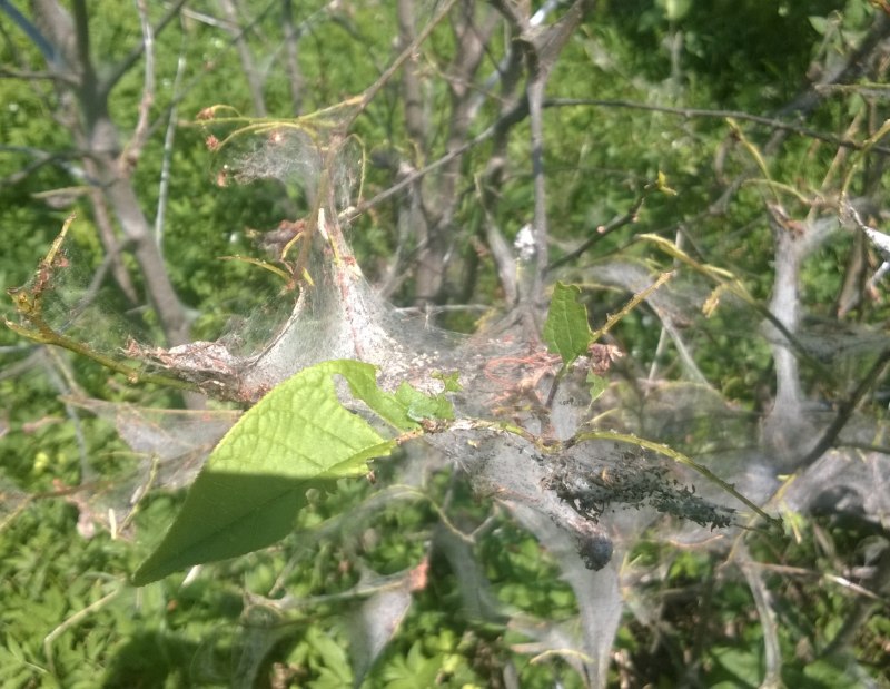 Бахчевая (хлопковая) тля (Aphis gossypii Glov.)