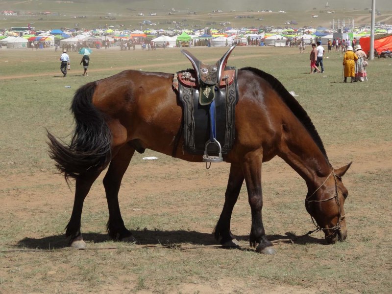 Mongol лошадь