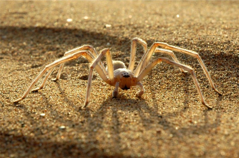 Паук Cebrennus rechenbergi