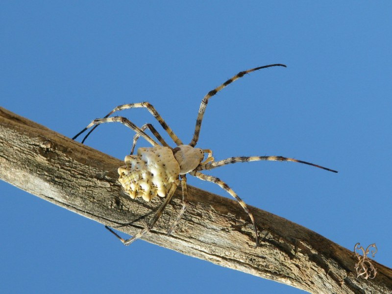 Carparachne aureoflava