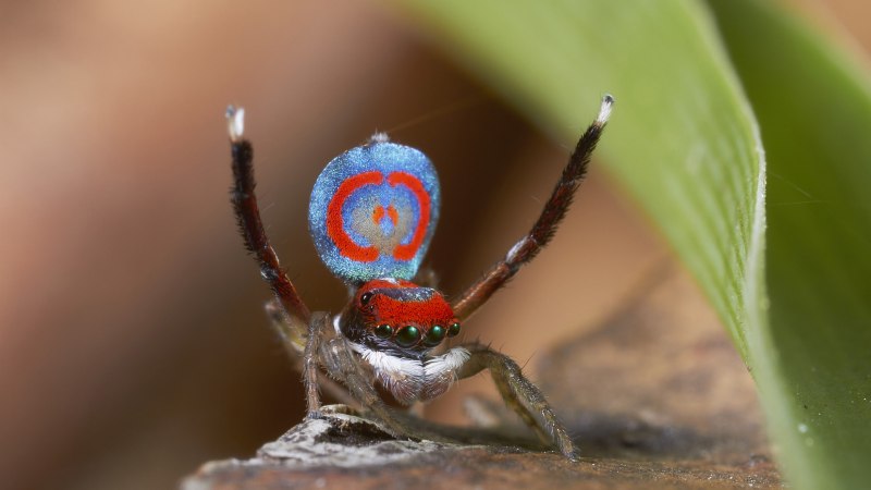 Паук золотопряд Nephila